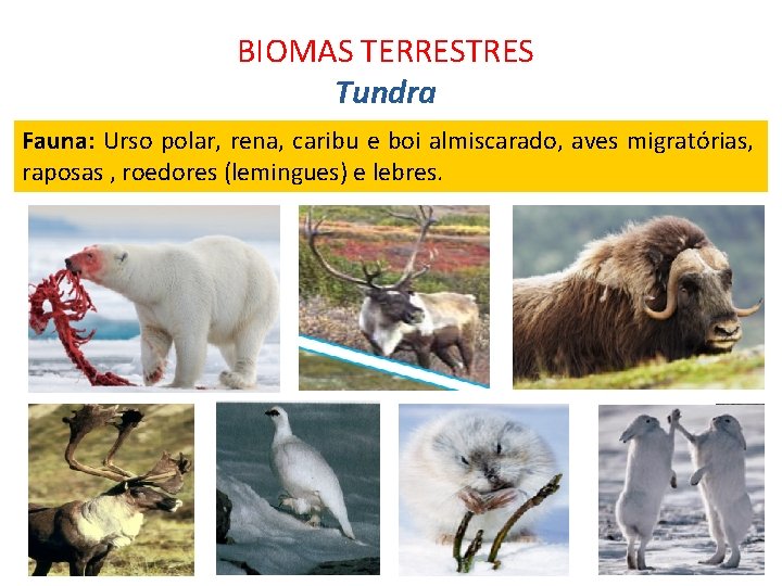 BIOMAS TERRESTRES Tundra Fauna: Urso polar, rena, caribu e boi almiscarado, aves migratórias, raposas