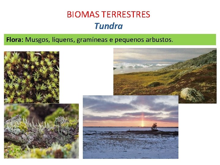 BIOMAS TERRESTRES Tundra Flora: Musgos, líquens, gramíneas e pequenos arbustos. 