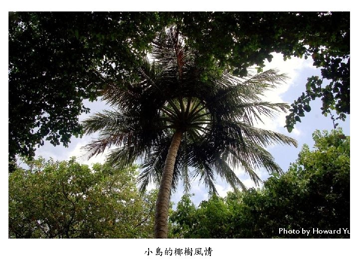 Photo by Howard Yu 小島的椰樹風情 