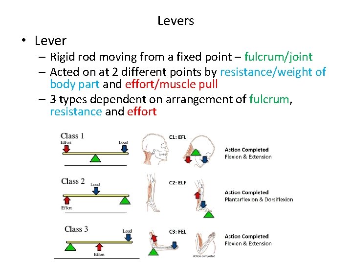 Levers • Lever – Rigid rod moving from a fixed point – fulcrum/joint –
