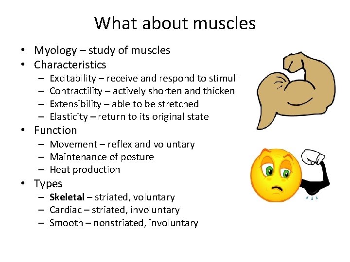 What about muscles • Myology – study of muscles • Characteristics – – Excitability