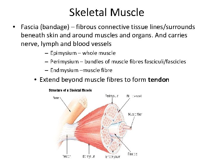 Skeletal Muscle • Fascia (bandage) – fibrous connective tissue lines/surrounds beneath skin and around