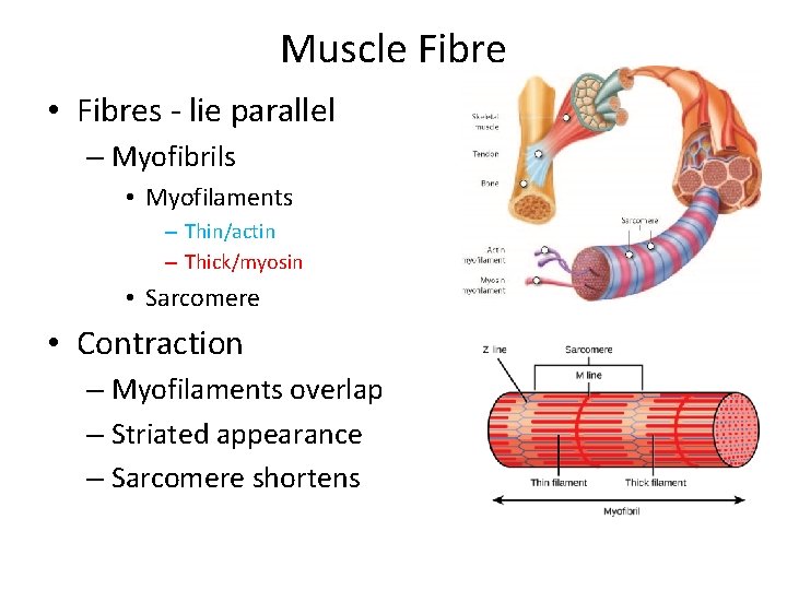 Muscle Fibre • Fibres - lie parallel – Myofibrils • Myofilaments – Thin/actin –