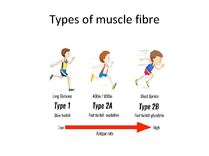 Types of muscle fibre 