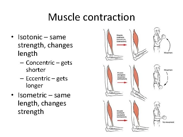 Muscle contraction • Isotonic – same strength, changes length – Concentric – gets shorter