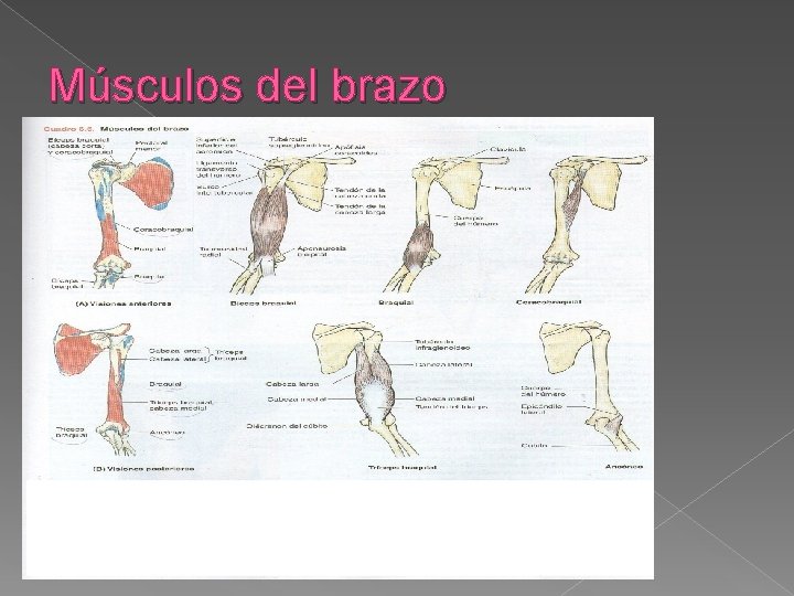 Músculos del brazo 