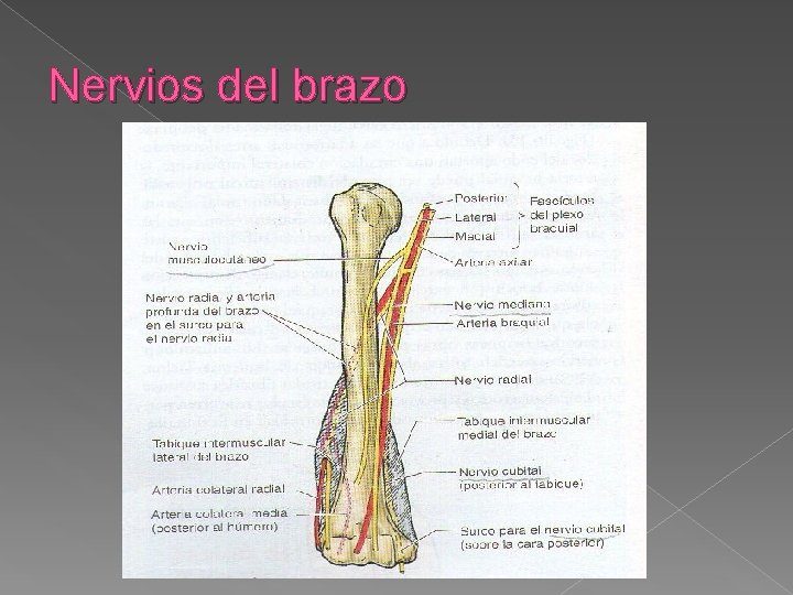 Nervios del brazo 