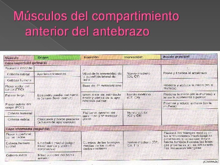 Músculos del compartimiento anterior del antebrazo 