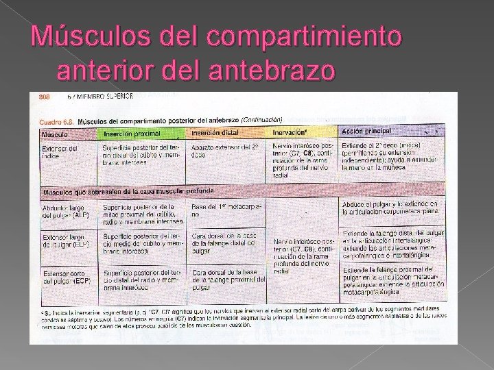 Músculos del compartimiento anterior del antebrazo 