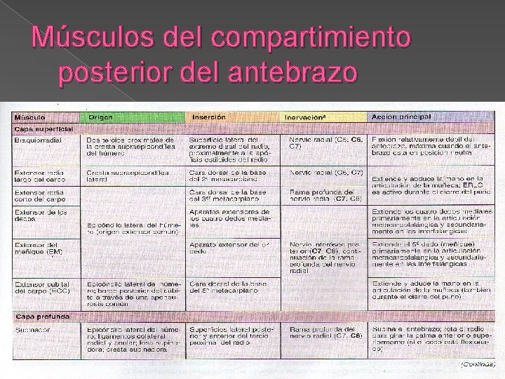 Músculos del compartimiento posterior del antebrazo 