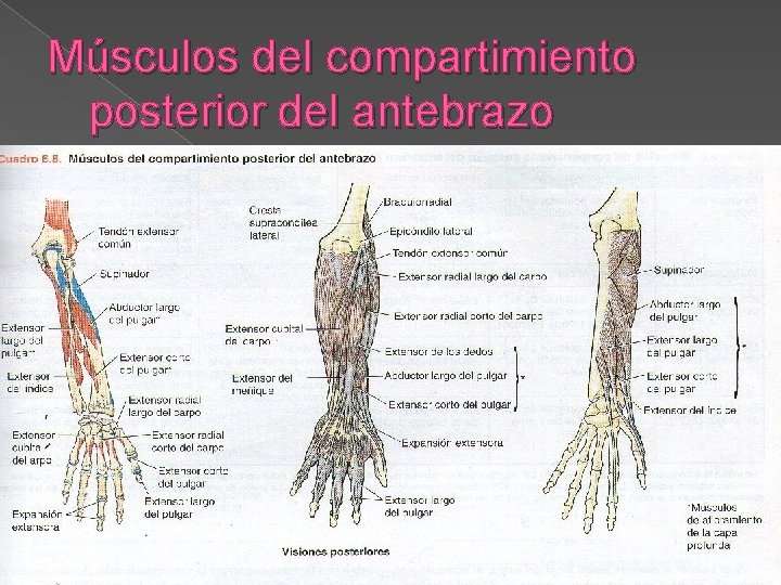 Músculos del compartimiento posterior del antebrazo 