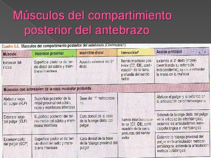 Músculos del compartimiento posterior del antebrazo 