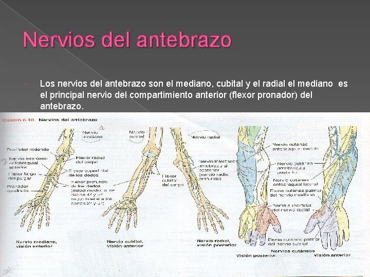 Nervios del antebrazo Los nervios del antebrazo son el mediano, cubital y el radial