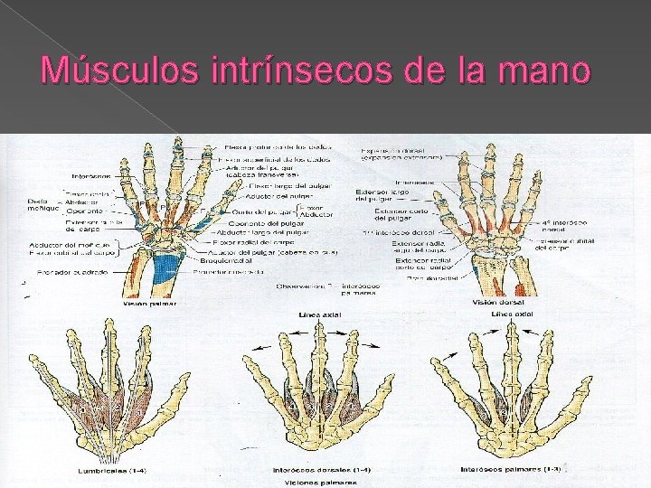 Músculos intrínsecos de la mano 