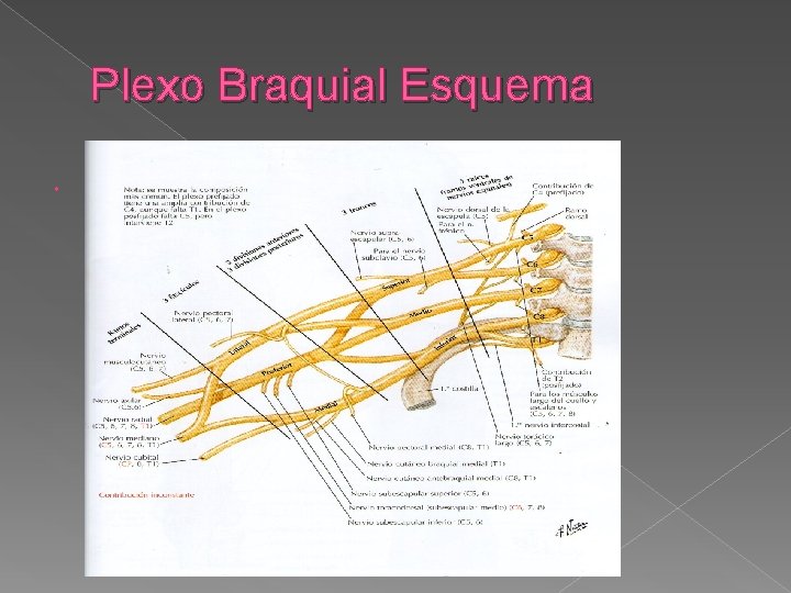 Plexo Braquial Esquema Hombro y axila 