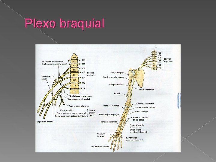 Plexo braquial 