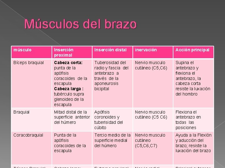 Músculos del brazo músculo Inserción proximal Inserción distal inervación Acción principal Bíceps braquial Cabeza