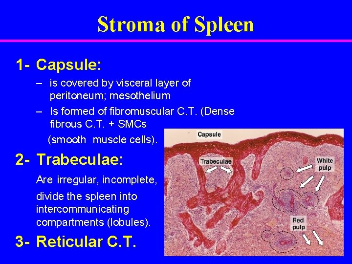 Stroma of Spleen 1 - Capsule: – is covered by visceral layer of peritoneum;