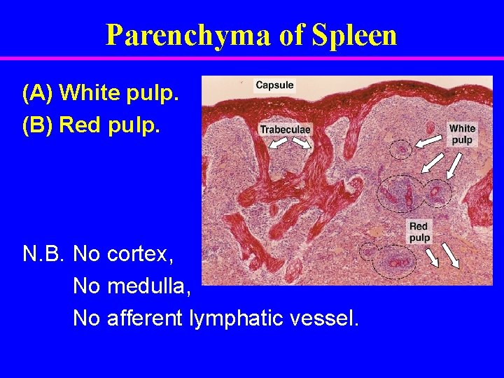 Parenchyma of Spleen (A) White pulp. (B) Red pulp. N. B. No cortex, No