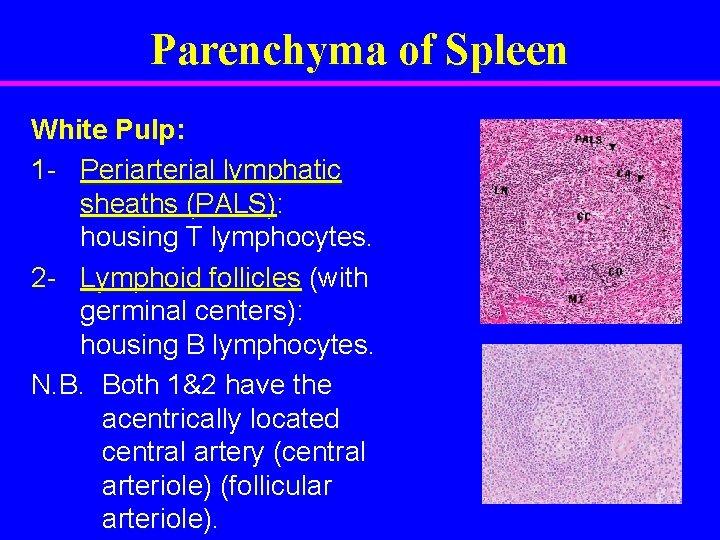 Parenchyma of Spleen White Pulp: 1 - Periarterial lymphatic sheaths (PALS): housing T lymphocytes.