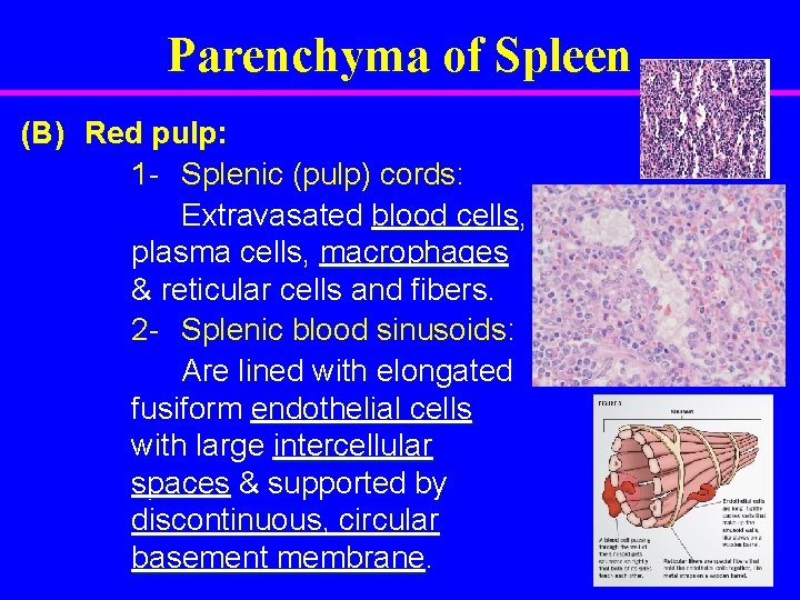 Parenchyma of Spleen (B) Red pulp: 1 - Splenic (pulp) cords: Extravasated blood cells,