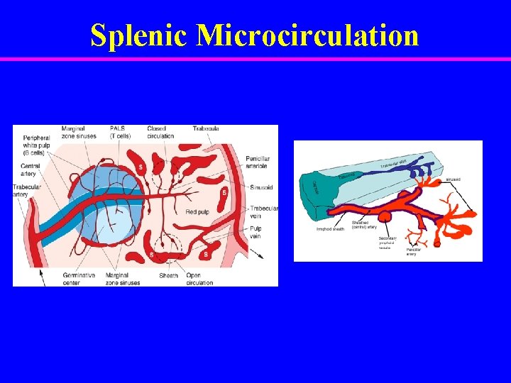 Splenic Microcirculation 