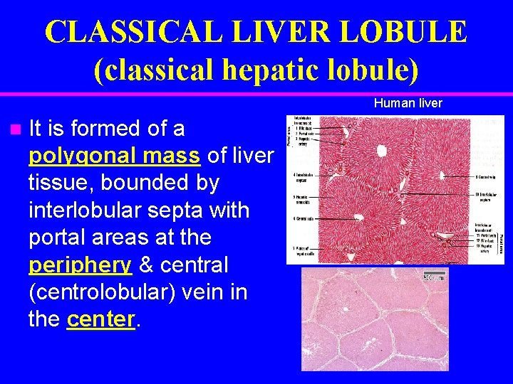 CLASSICAL LIVER LOBULE (classical hepatic lobule) Human liver n It is formed of a