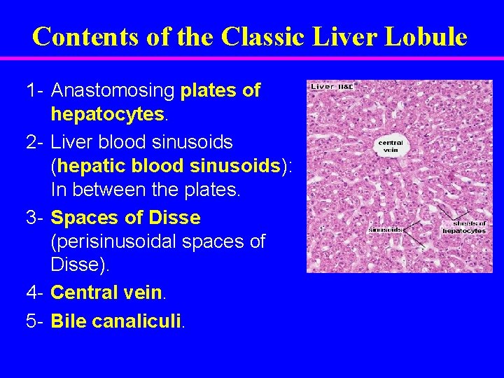 Contents of the Classic Liver Lobule 1 - Anastomosing plates of hepatocytes. 2 -