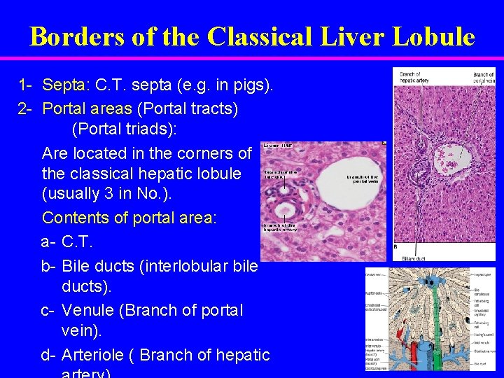 Borders of the Classical Liver Lobule 1 - Septa: C. T. septa (e. g.