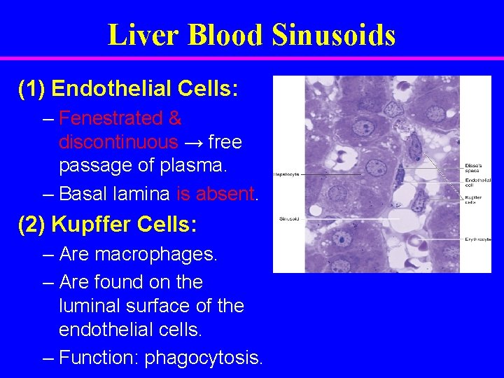 Liver Blood Sinusoids (1) Endothelial Cells: – Fenestrated & discontinuous → free passage of