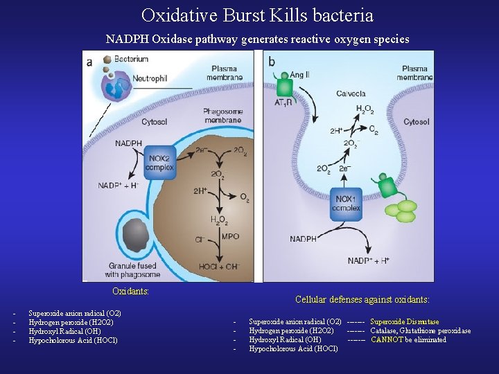 Oxidative Burst Kills bacteria NADPH Oxidase pathway generates reactive oxygen species Oxidants: - Superoxide