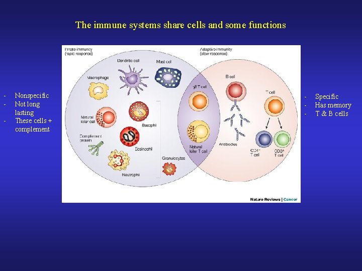 The immune systems share cells and some functions - Nonspecific Not long lasting These