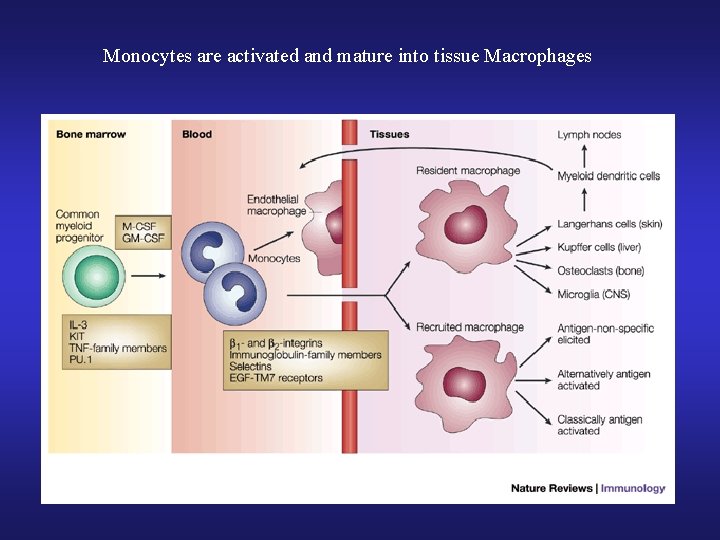 Monocytes are activated and mature into tissue Macrophages 