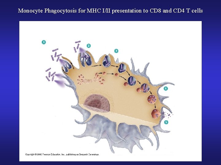 Monocyte Phagocytosis for MHC I/II presentation to CD 8 and CD 4 T cells