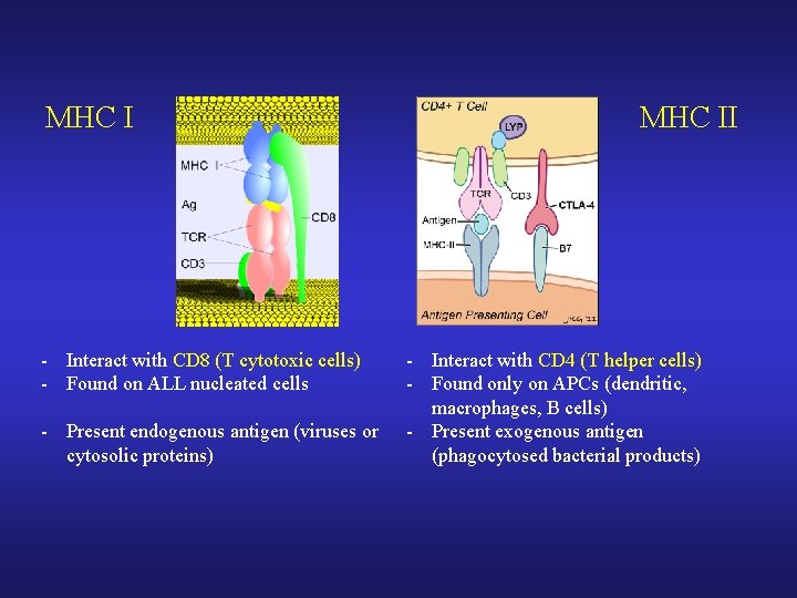 MHC I - Interact with CD 8 (T cytotoxic cells) - Found on ALL