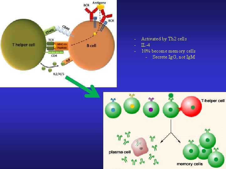 - Activated by Th 2 cells IL-4 10% become memory cells - Secrete Ig.