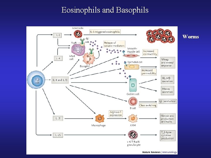 Eosinophils and Basophils Worms 