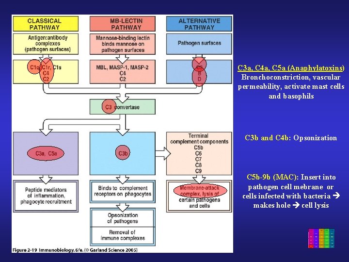 C 3 a, C 4 a, C 5 a (Anaphylatoxins) Bronchoconstriction, vascular permeability, activate