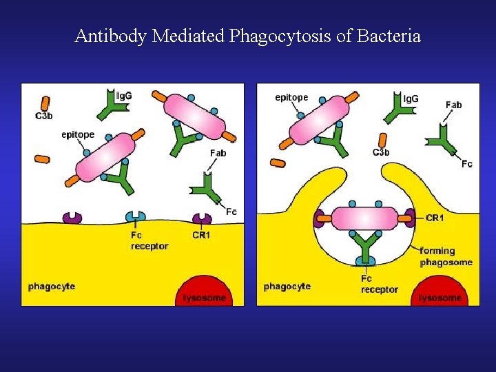 Antibody Mediated Phagocytosis of Bacteria 