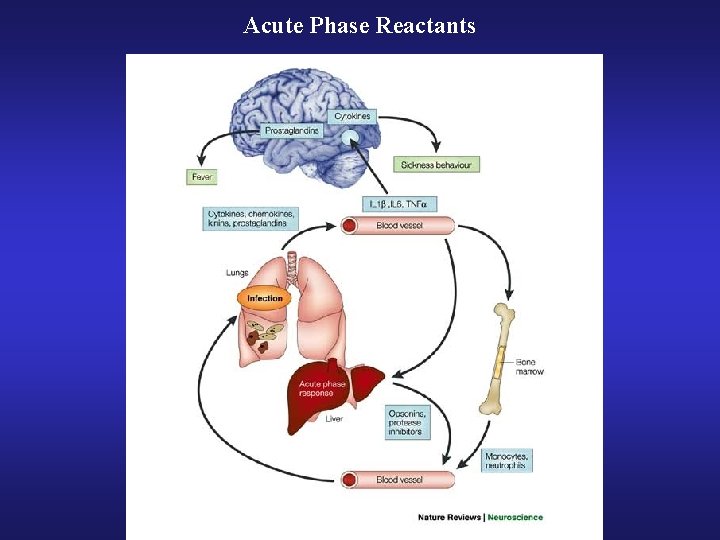 Acute Phase Reactants 