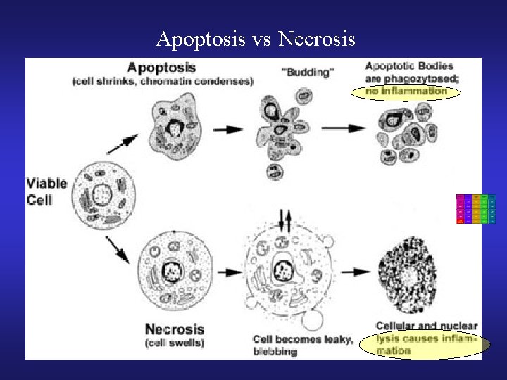 Apoptosis vs Necrosis 