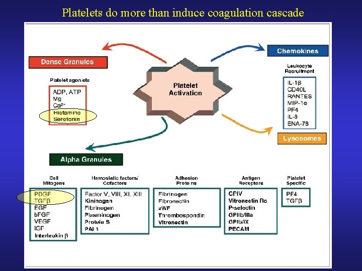 Platelets do more than induce coagulation cascade 