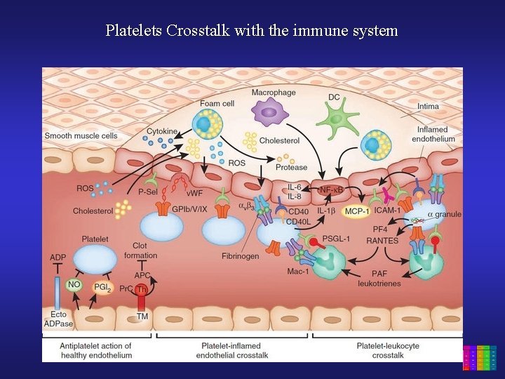 Platelets Crosstalk with the immune system 