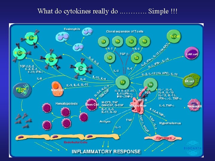 What do cytokines really do. . ………. Simple !!! 