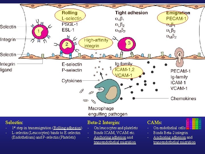 Selectin: Beta-2 Intergin: CAMs: - - - 1 st step in transmigration (Rolling adhesion)