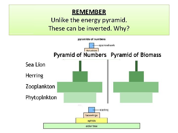 REMEMBER Unlike the energy pyramid. These can be inverted. Why? 