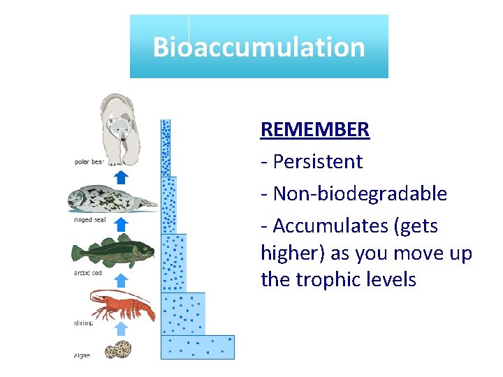 Bioaccumulation REMEMBER - Persistent - Non-biodegradable - Accumulates (gets higher) as you move up