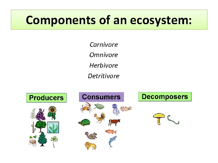 Components of an ecosystem: Carnivore Omnivore Herbivore Detritivore 