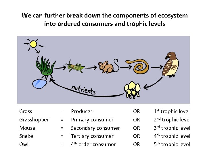 We can further break down the components of ecosystem into ordered consumers and trophic