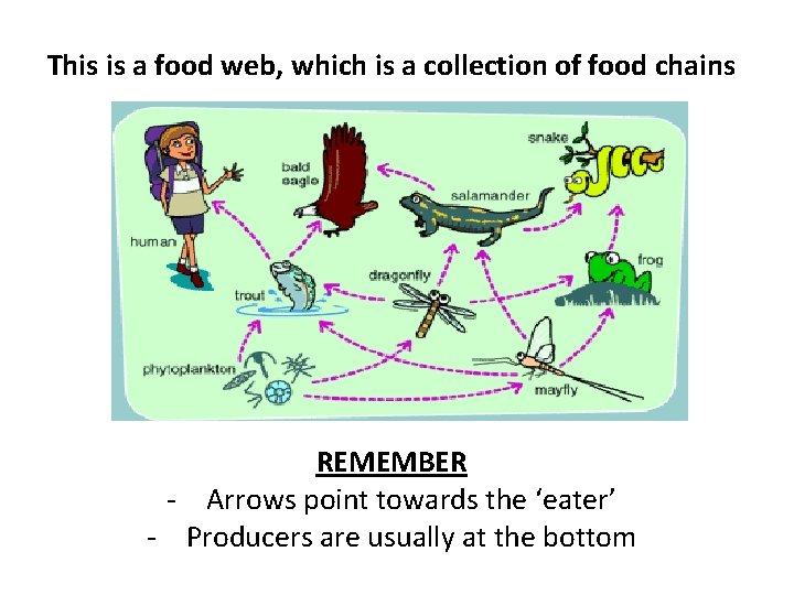 This is a food web, which is a collection of food chains REMEMBER -